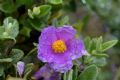 Cistus albidus